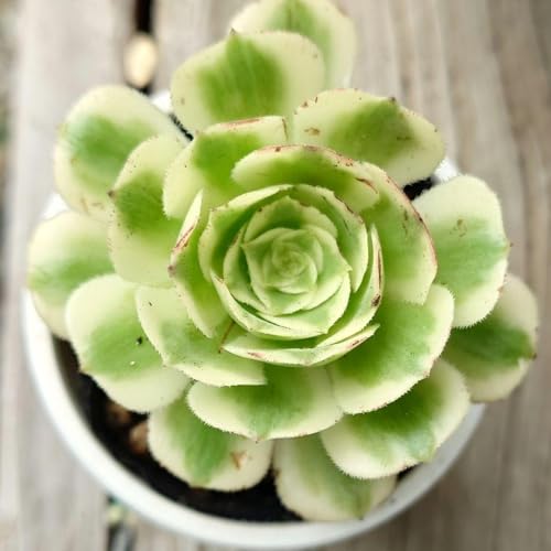 観葉植物 アエオニウム」の人気商品一覧 | 安い商品を通販サイトから